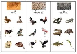 « La classification des animaux »