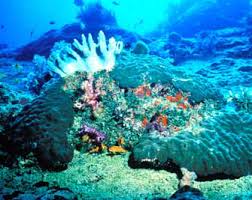 Biodiversité marine et côtière