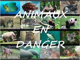 Les espèces animales en voie dextinction et leur préservation.
