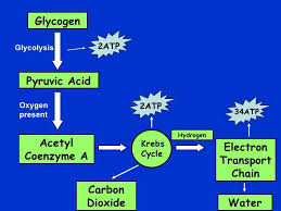 The effects of exercise and sports performance on the energy systems.