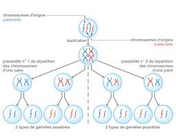 La diversité génétique des individus : brassage et mutation Fiche