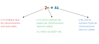 Formule chromosomique - Que signifie 2n = 46 ?