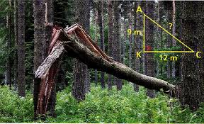 Exercice 1 : Un arbre a été brisé à 9 m de son pied par la tempête