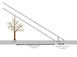 mesure_hauteur _arbre