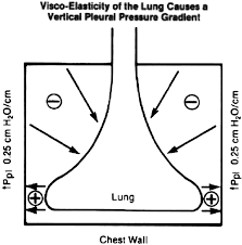 Physiology of the Lateral Decubitus Position Open Chest and One