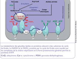 Chaine Respiratoire Mitochondriale et Phosphorylations Oxydatives