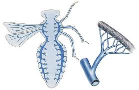 Chapitre VI. La respiration Matière Physiologie des insectes L3