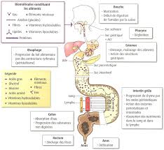 2-digestion : mecanisme et bilan