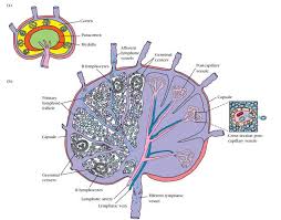 1. Les organes lymphoïdes secondaires (périphériques) Les