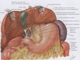 Imagerie du foie des voies biliaires et du pancréas