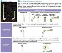 Les mécanismes cellulaires du développement dune plante A partir
