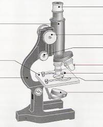 FICHE MÉTHODE Utiliser le microscope optique