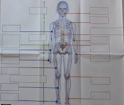 Sciences CE2 Le corps humain