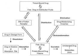 Pharmacocinétique et pharmacodynamie Introduction