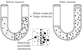 Cell Membrane & Tonicity Worksheet