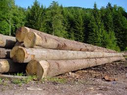 Logiciel de cubage des bois abattus