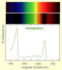 Protocole extraction des pigments chlorophylliens et