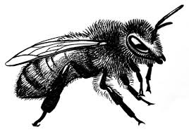 Trousses dactivités éducatives - Les abeilles à lœuvre - Musée de l