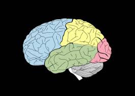 ATOLE - Séquence 3 « Le cerveau et les neurones