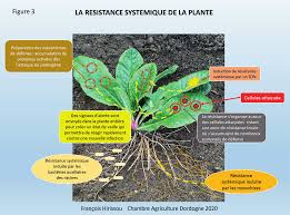 La résistance des plantes
