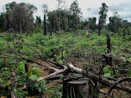 La déforestation en Amazonie brésilienne: une rupture apparente