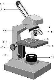 Introduction : 1- Définition : 2- Principe physique du microscope