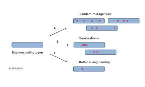 Rational engineering of esterases for improved amidase specificity