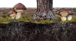 Activité 5 : Une symbiose entre champignons et plantes