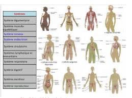 Physiologie-animale-Nemar.pdf