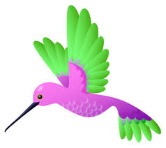 PE colibri