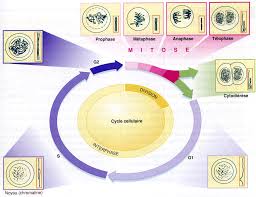 SYNTHESE - Le cycle cellulaire comprend 2 périodes : • L