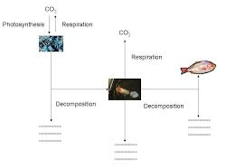 Lesson 4: The Biogeochemical Cycle