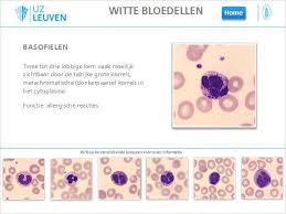Hematopoiese en afwijkingen 1. Witte bloedcellen