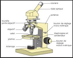 6e-ACTIVITE-observation-levures-microscope.pdf