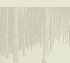Comment reconnaître les arbres en hiver?