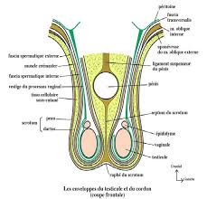 Anatomie de lappareil génital masculin