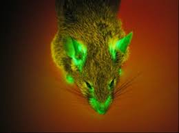 DM : La souris verte : transgénèse La transgénèse est une
