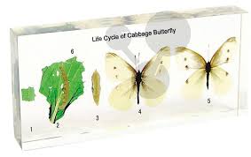Cycle de vie du papillon inclusion en résine