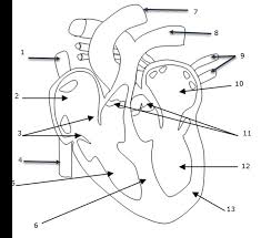 Organisation interne du cœur et sens de circulation du sang