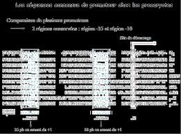 transcrition 1-Biologie Moléculaire-Dahmani.pdf