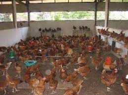 Plan daffaires standardisé ferme avicole