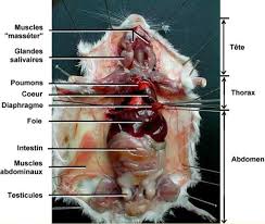 SVT TB TP 2.1. - Souris (dissection) - T. JEAN - BCPST Capes