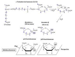 L3-BPV-FSNV/UFMC Biochimie végétale / Chp 1: Glucides