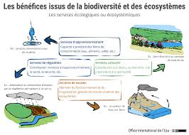 La biodiversité aquatique