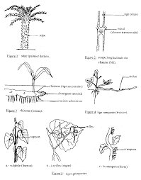 Morphologie et Anatomie de lappareil végétatif des Spermaphytes