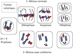 Mitose Méiose Type de cellules Formule chromosomique dune
