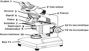 TD N°1 : Méthodes de microscopie optique et électronique