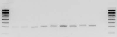 Optimalisation de lextraction dADN génomique de la morelle jaune