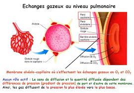 Physiologie respiratoire.pdf