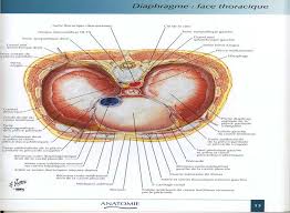 Anatomie de lappareil respiratoire
